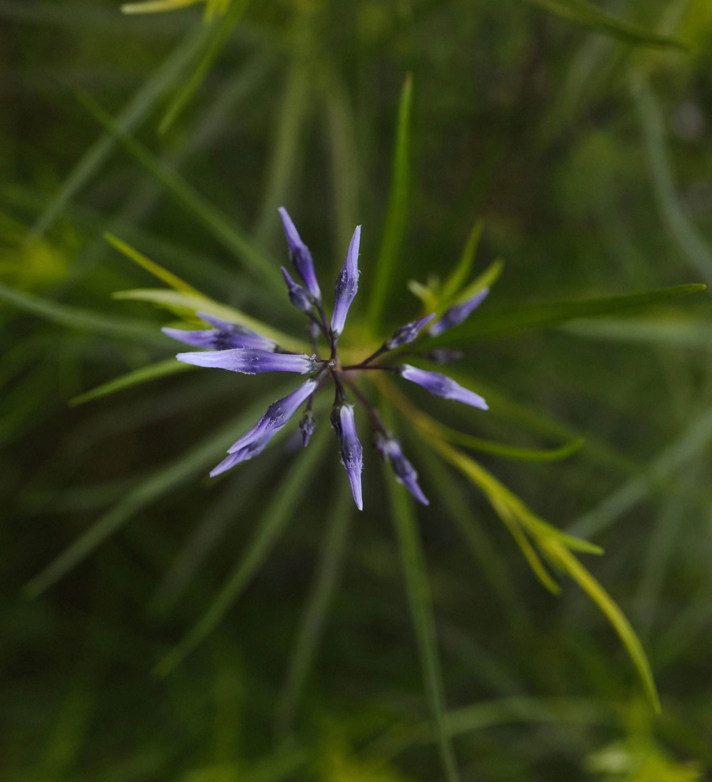 Another Macro dump ✨because all of our feeds need more nature photography.