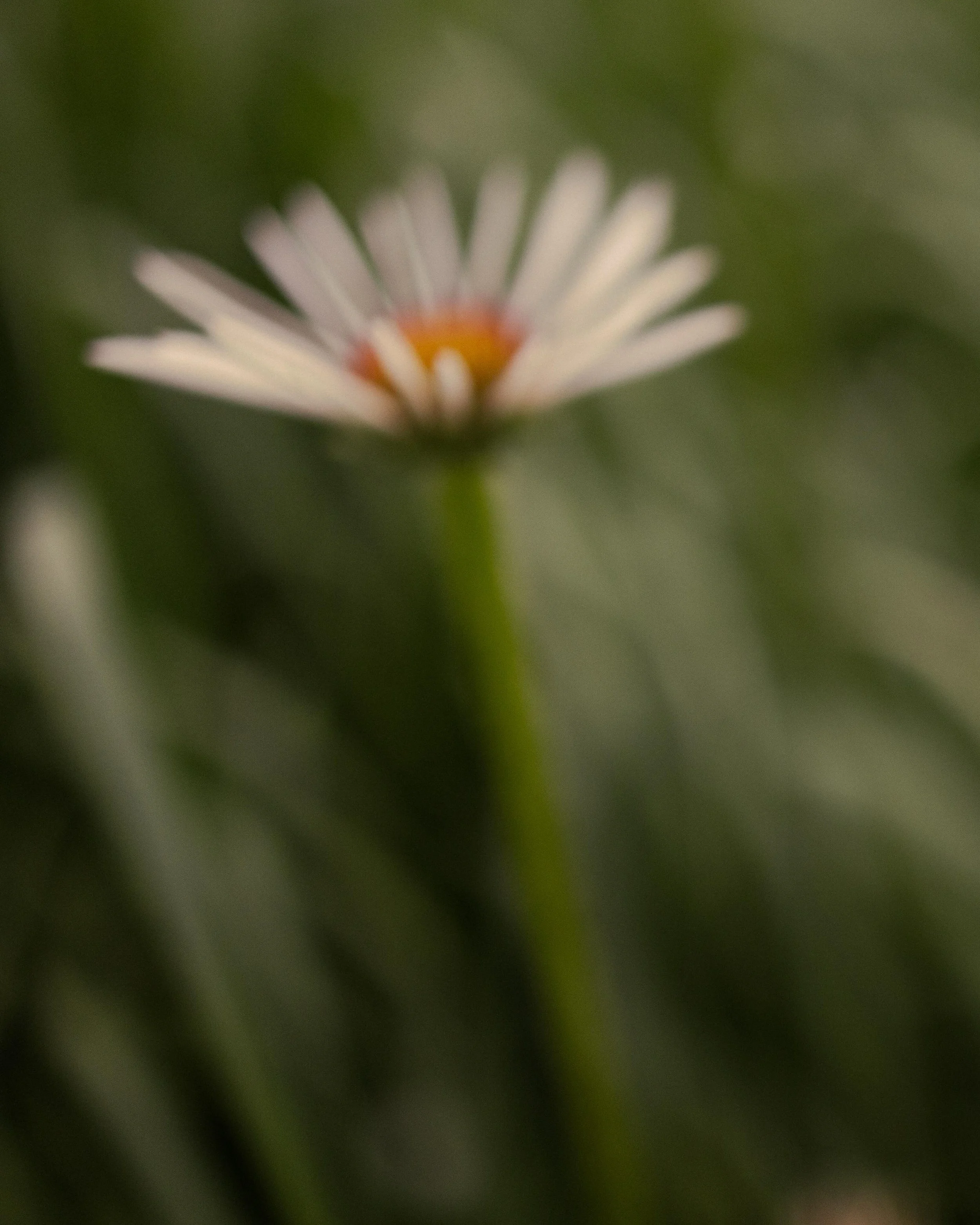 Was driving by FP on my way home from another shoot and decided to go ahead and stop in and see what I could snap. I saw a 🦌 and was unprepared. But all in all, another beautiful evening. Still shooting at 35mm f/1.8 for now 🌿🌼 #forestparkforever 