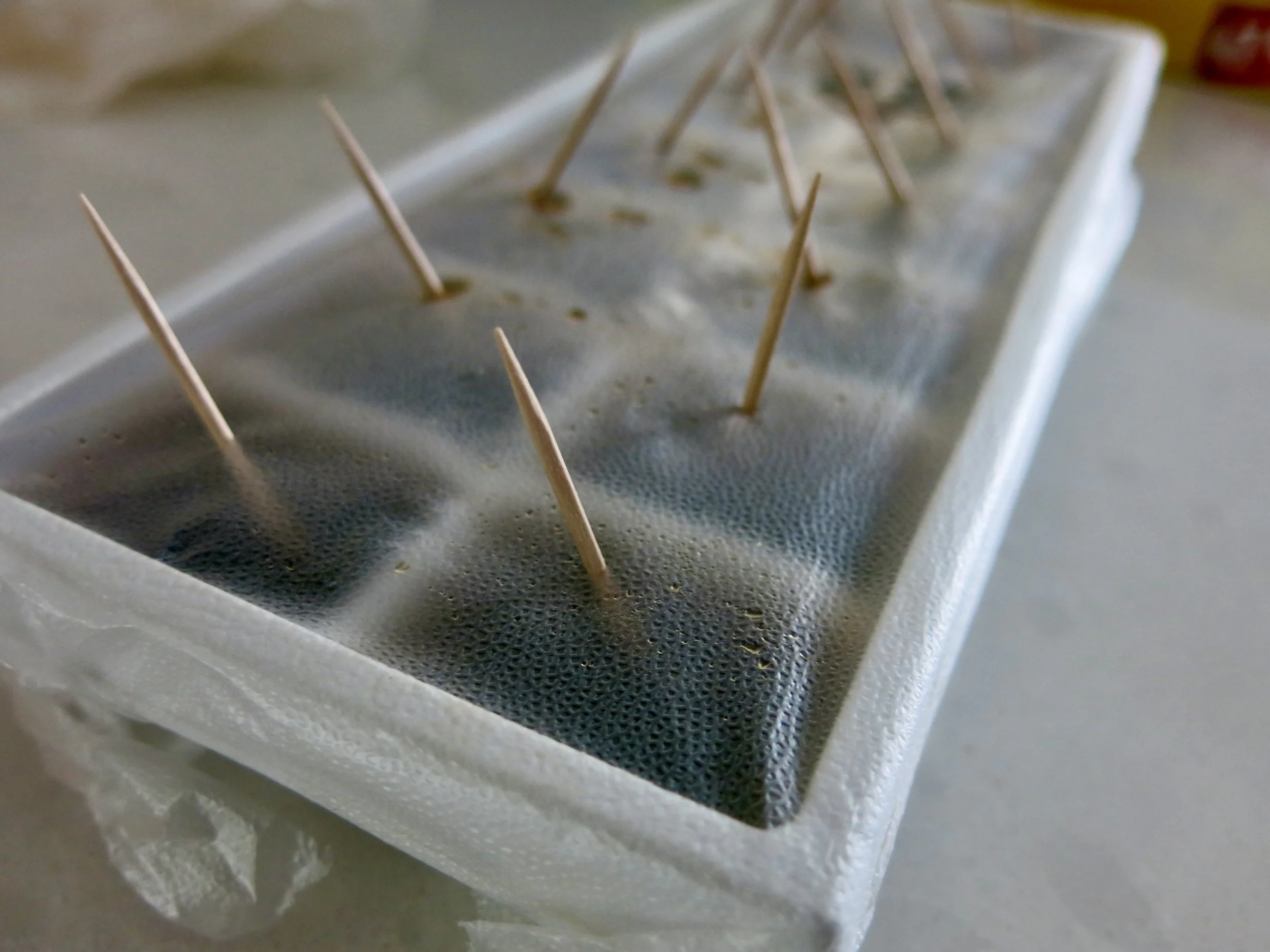 Toothpicks sticking out of an ice cube tray.