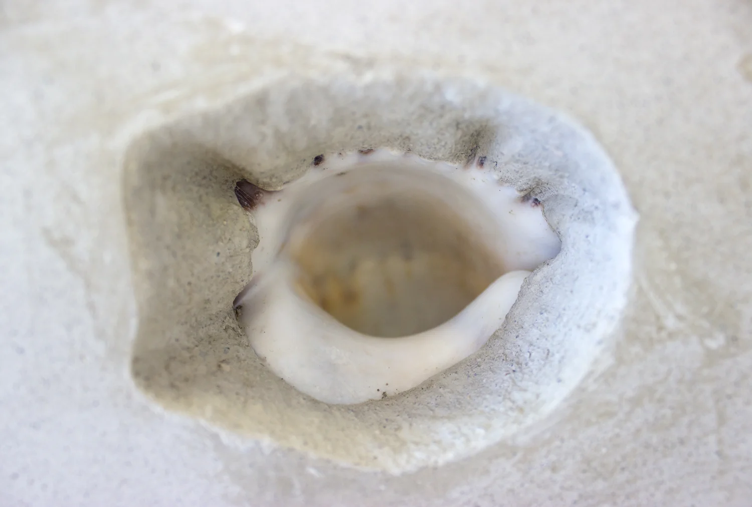 Untitled (concrete shell, rectangle) 2015 Cast concrete altered rectangle, embedded decorative shell 10 x 16 x 24 inches Detail