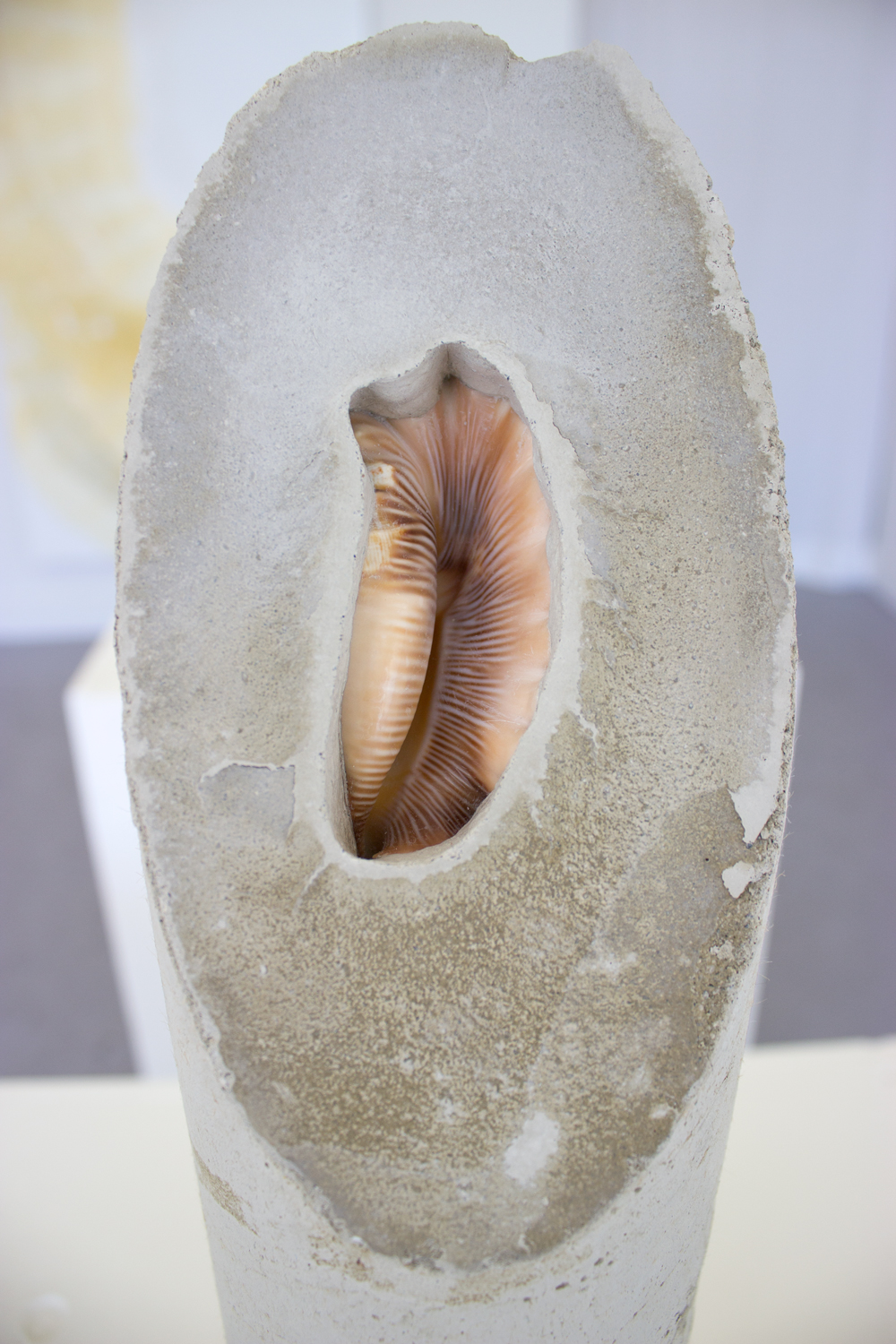  Untitled (concrete shell, cylinder)  2015  Cast concrete cylindrical section, embedded decorative shell&nbsp;  30 x 4 inches  Detail  