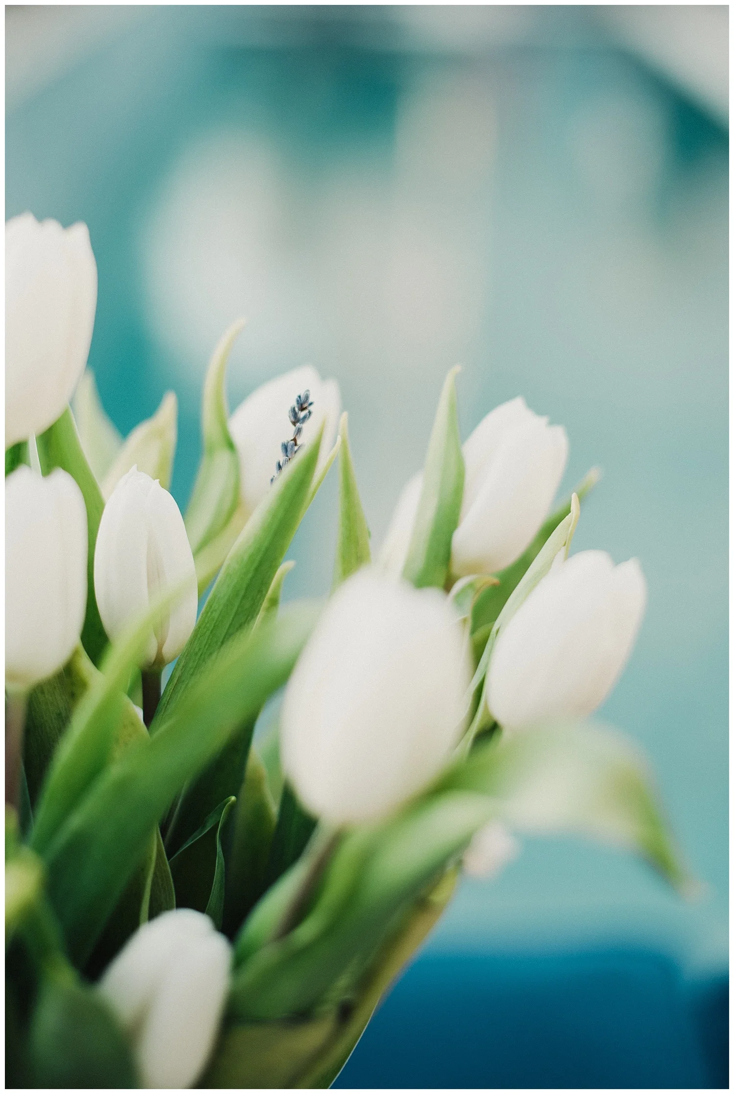 edenstraderphotography_0070.jpg