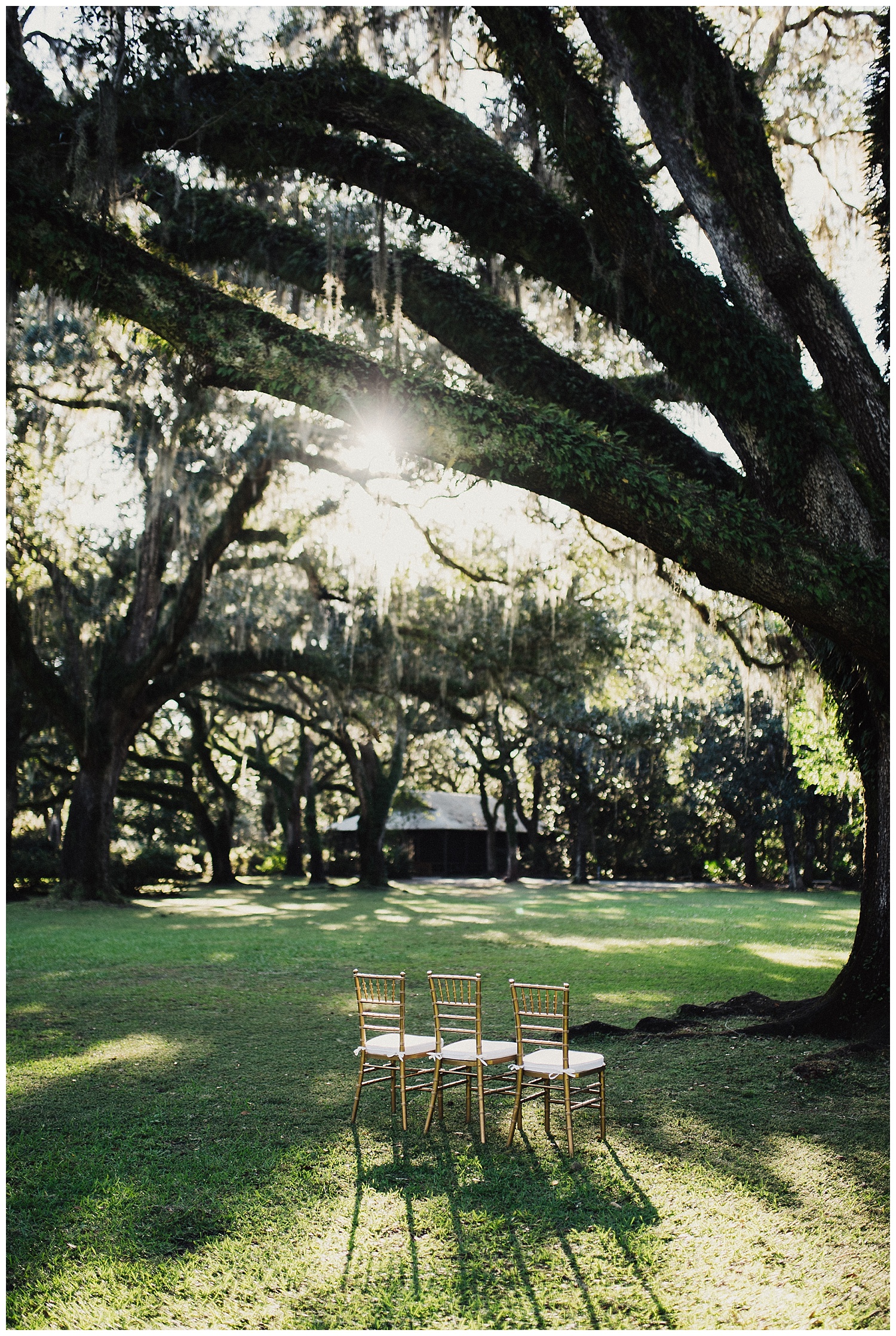 Spanish moss tree wedding
