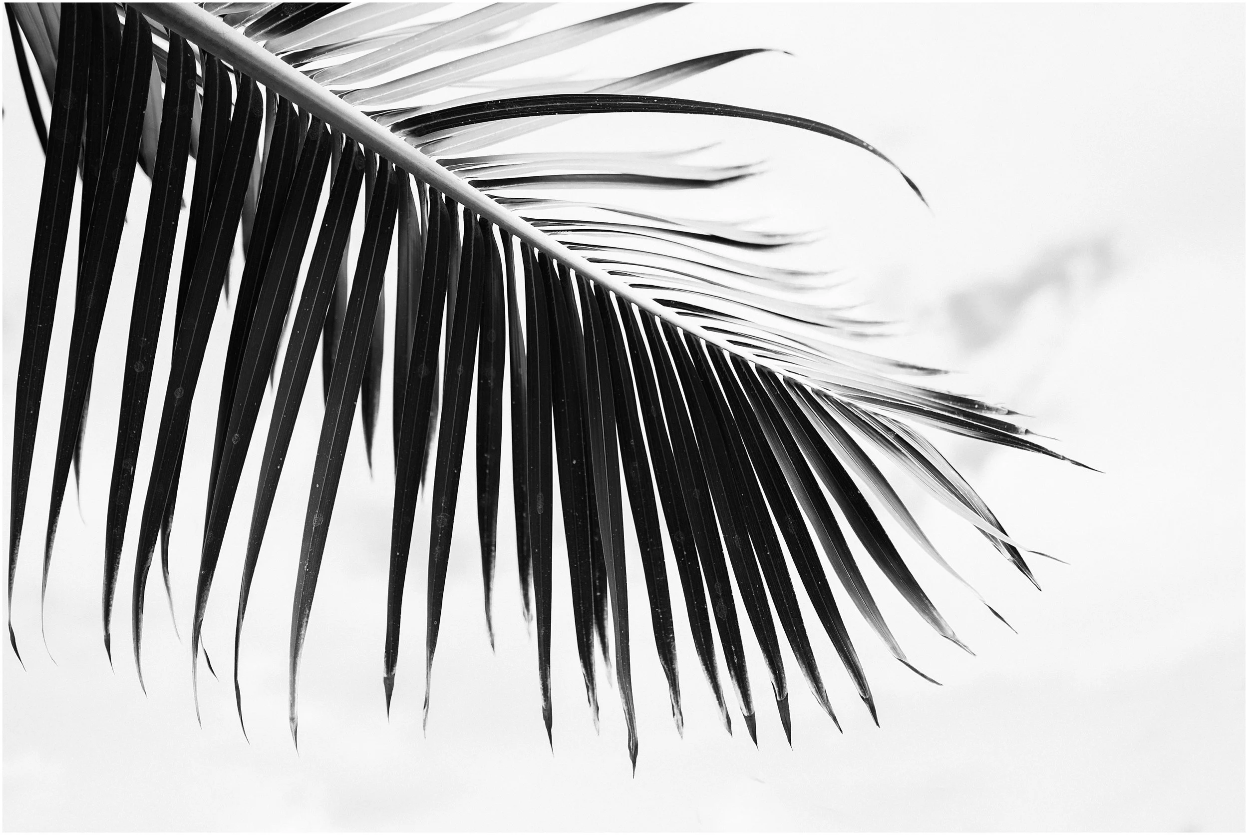 edenstraderphotography_1962.jpg