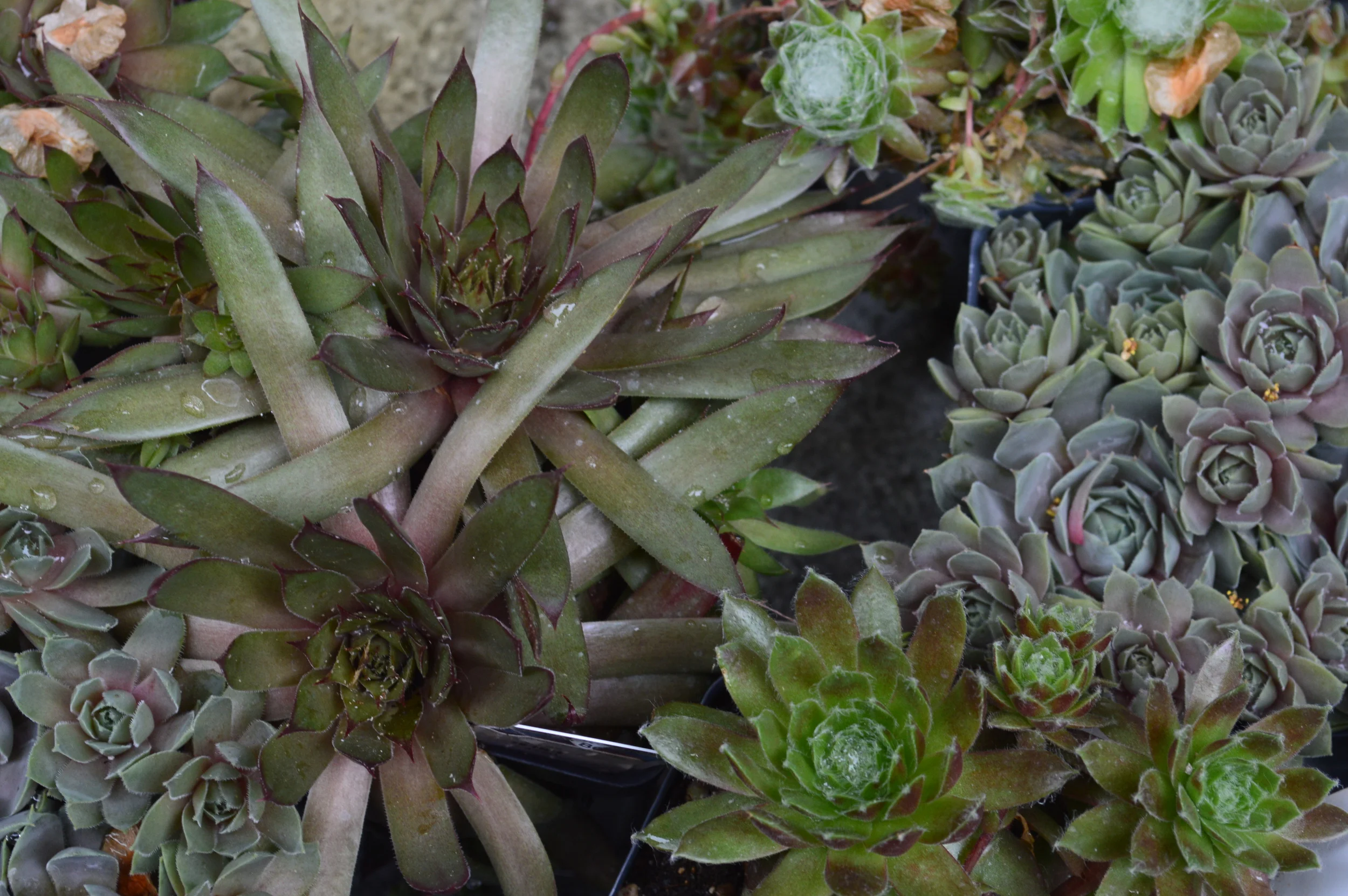 Don't you just love succulents?