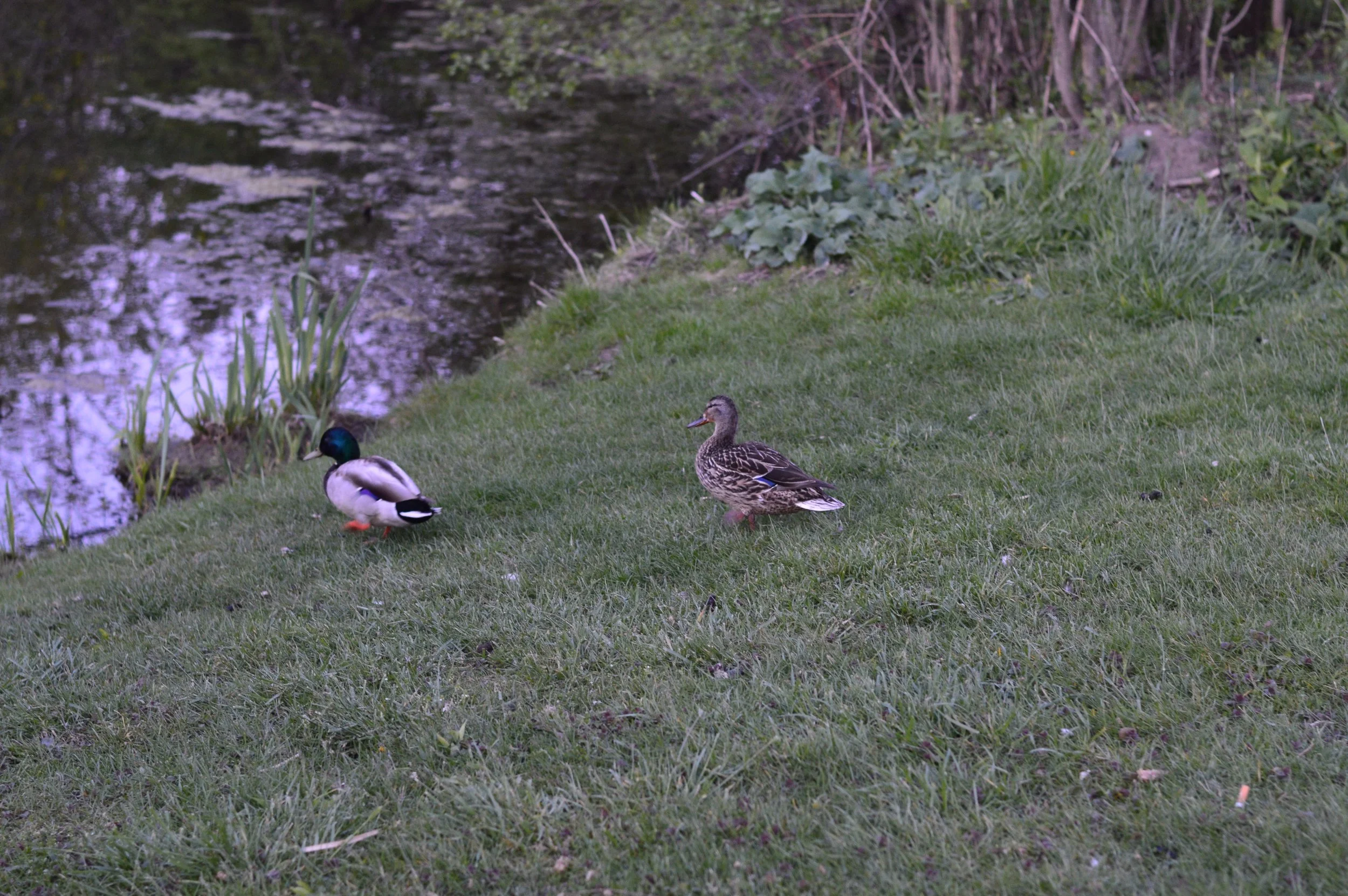 DSC_0557.jpg