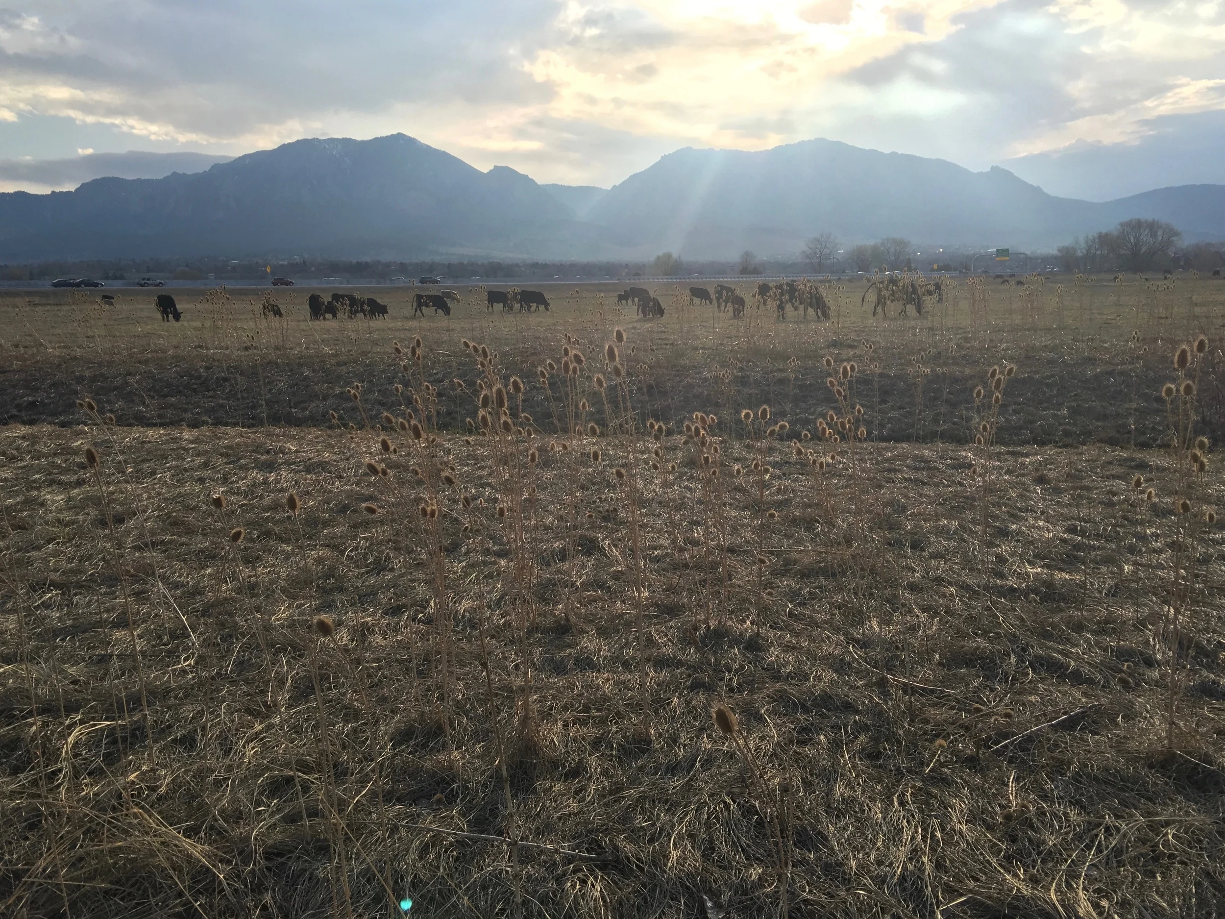 Since it's springtime, all the baby cows are out along the trails I run!
