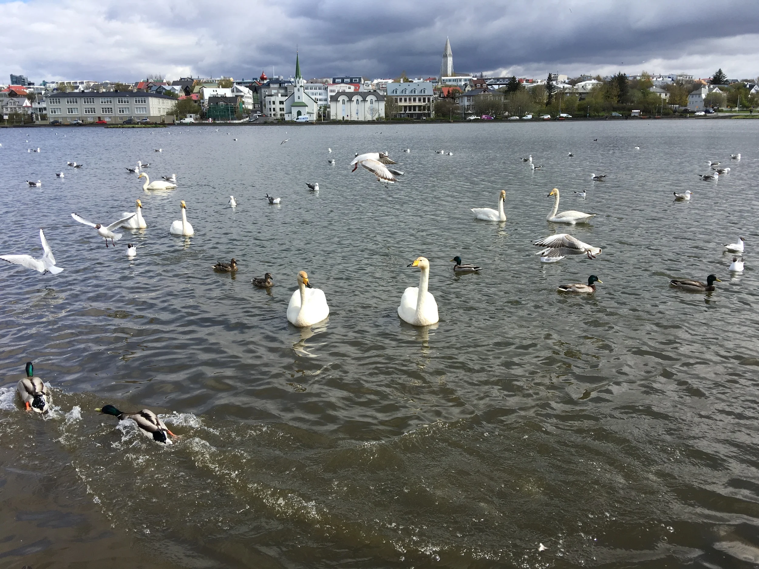 Feisty water birds