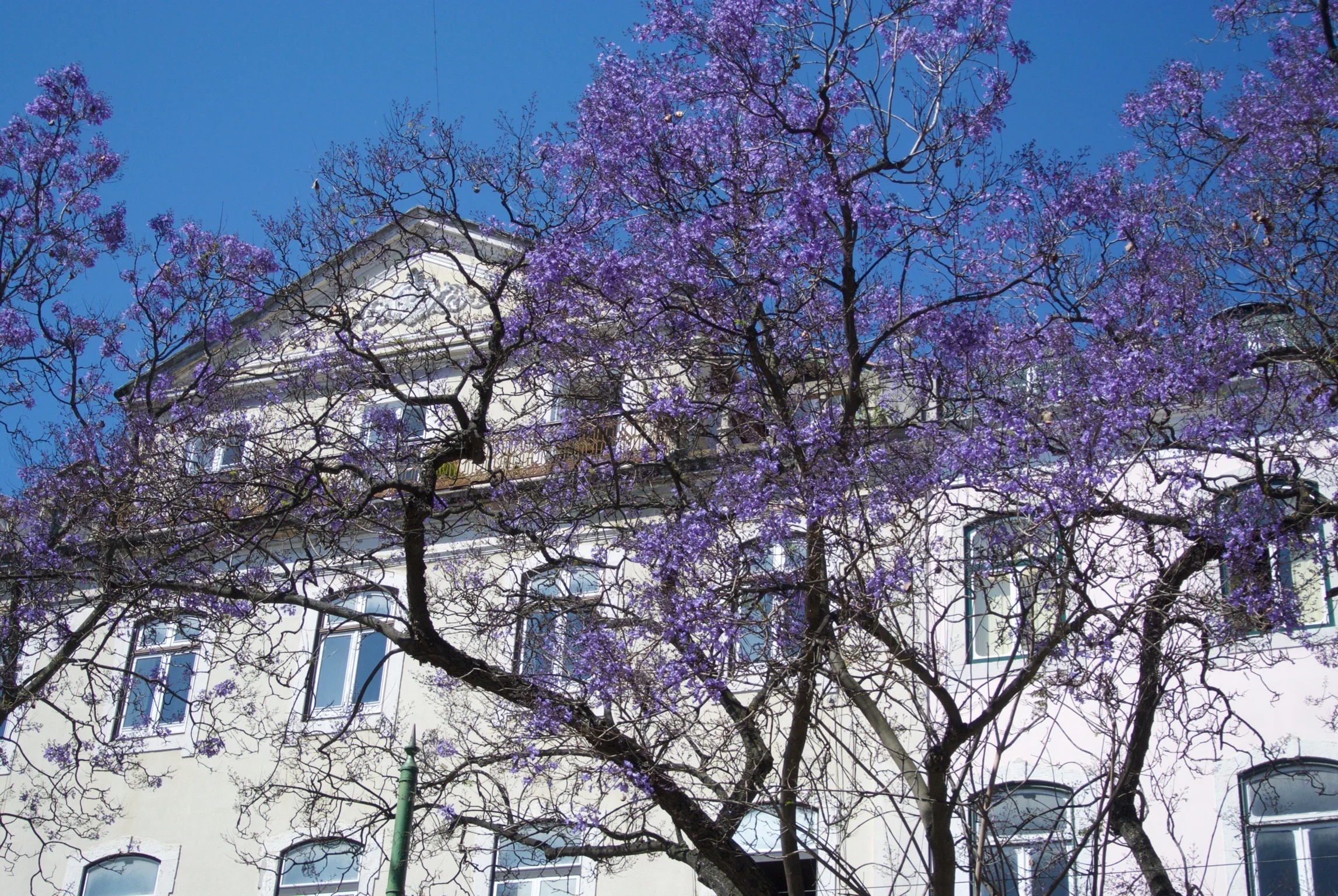 If you go in late May/June, the Jacaranda trees should be in bloom! They are a gorgeous purple, but their blossoms do make the street below sticky