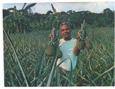 Mr. Edwin Burrows with a harvest of pineapples near Turtle Lake.