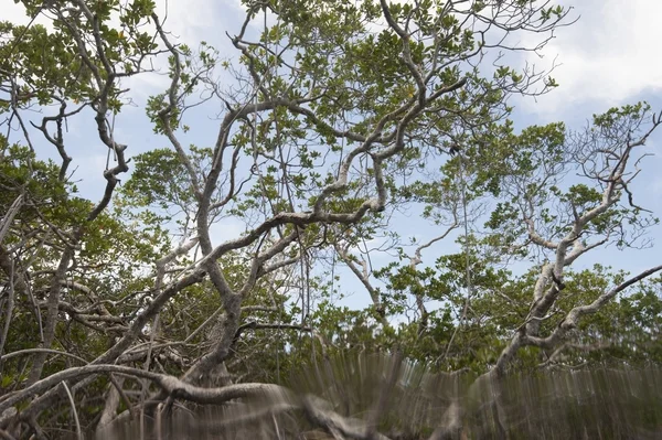 Mangroves of Turtle Lake. Photo courtesy of Neil Ever Obsorne and ILCP.