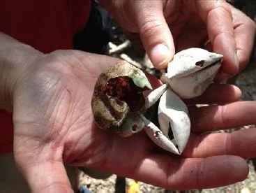 Hatched sea turtle eggs. Photo by Claudia Makeyev of Mermaid Islands, Inc.