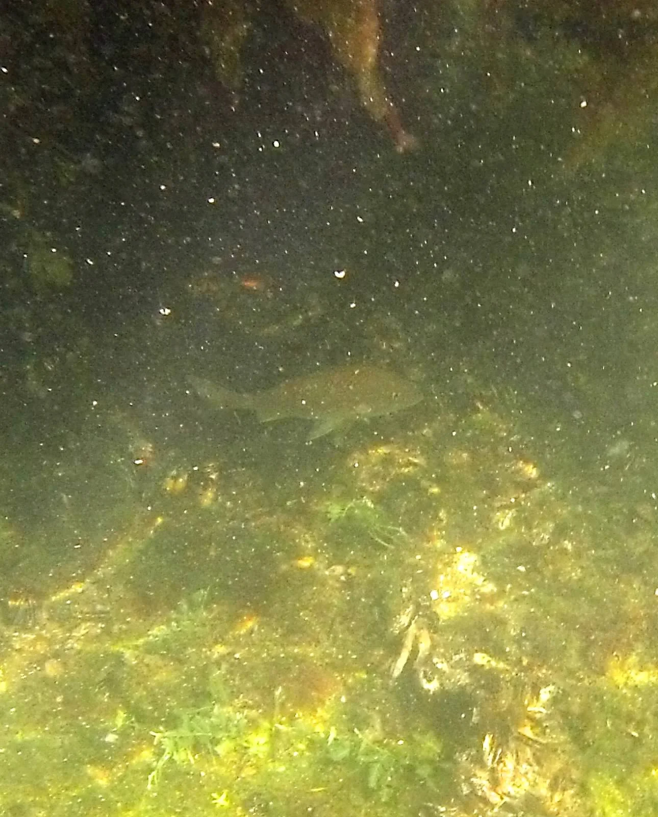 Photo by Claudia Makeyev of Mermaid Islands, Inc.