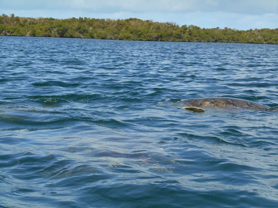 Green sea turtles frolic in Turtle Lake.