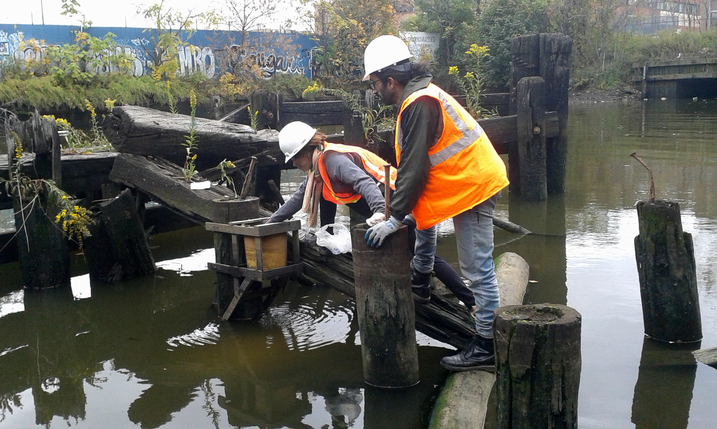 Here is Elizabeth and a new volunteer David Victor Rose installing the new population of mussels.