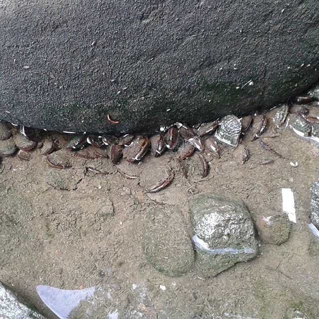 Finding ribbed mussel along Newton creek near Masbeth creek. #environmental #nature #bio-remediation #Queens #nature #enviromentalartist #queensmuseum