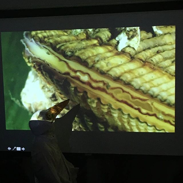 The great Egret presenting the English Kills Project at SVA BFA Bio-Art class. #environmental #nature #bio-remediation #Bushwick #svabfa #svafinearts #mussels #greategret