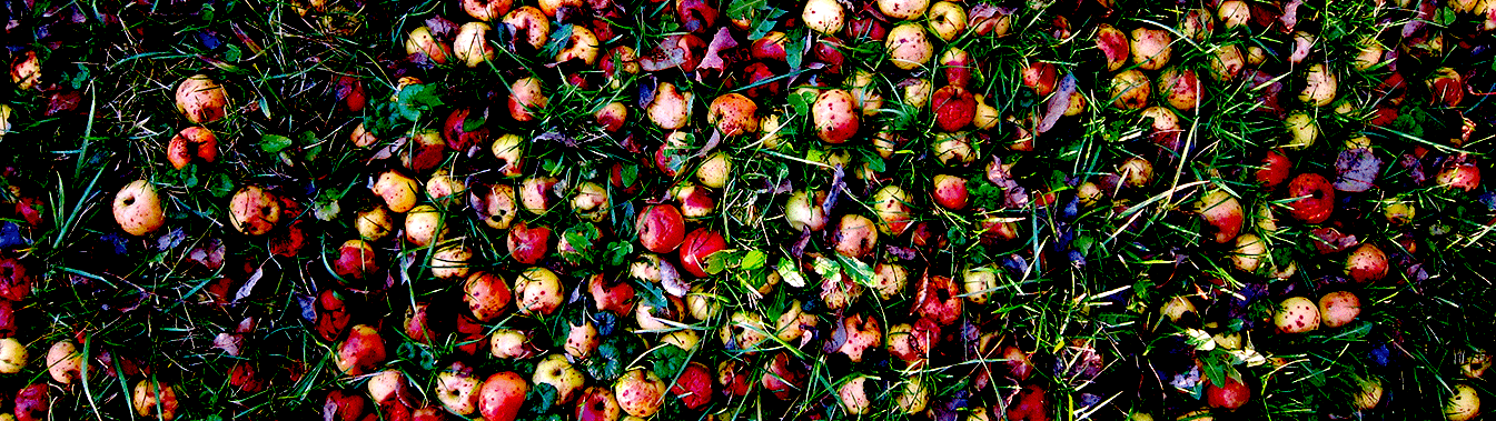 crabapple 32*9.jpg