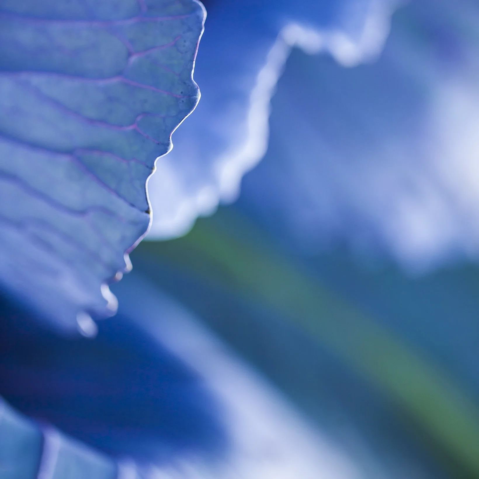 Scott David Gordon - Blue Cabbage (detail)