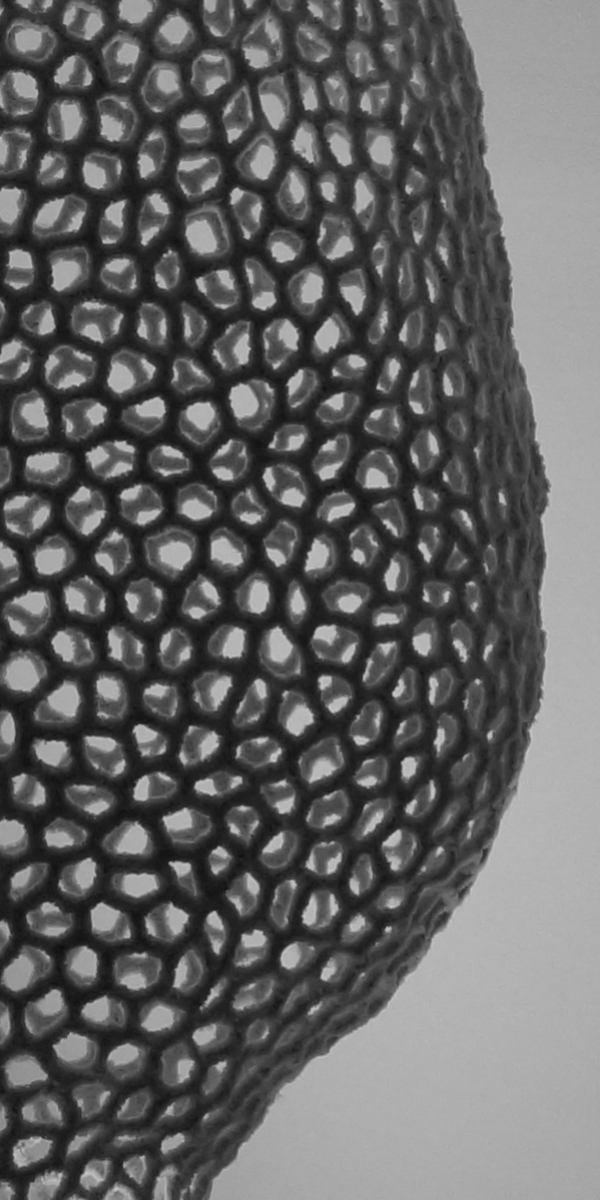 Dameon Lester - detail of "Radiolarian Suspended"