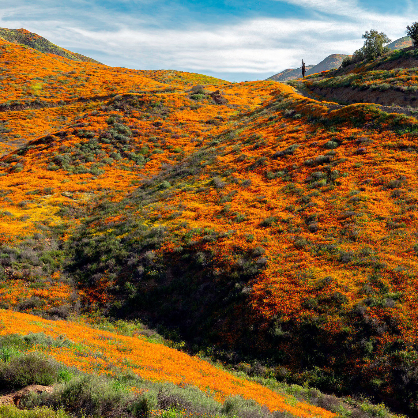  Photo by John Fowler of the poppies super bloom at lake Elsinore in California in 2019. 