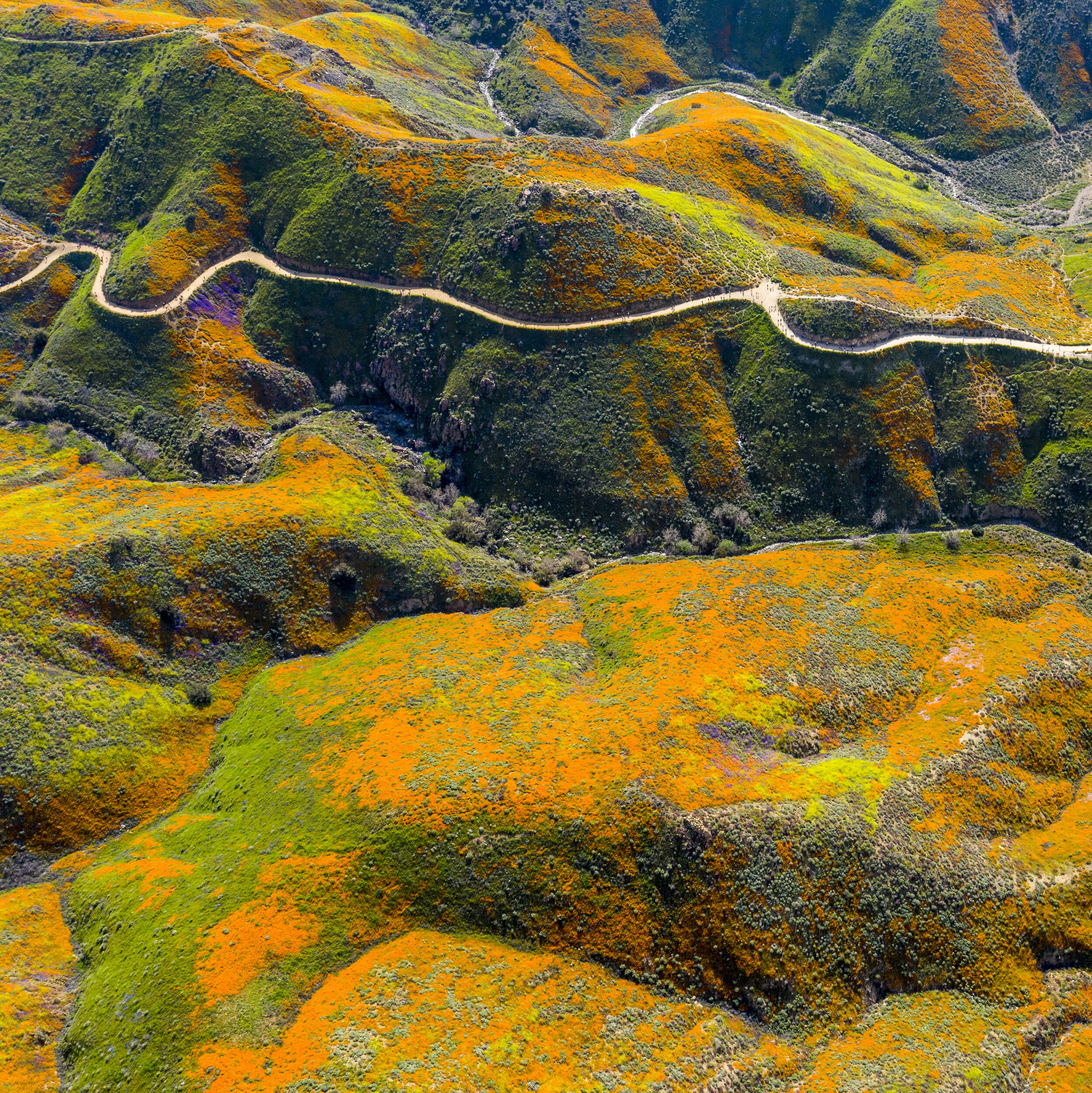  Photo of the poppies super bloom near lake Elsinore California. 