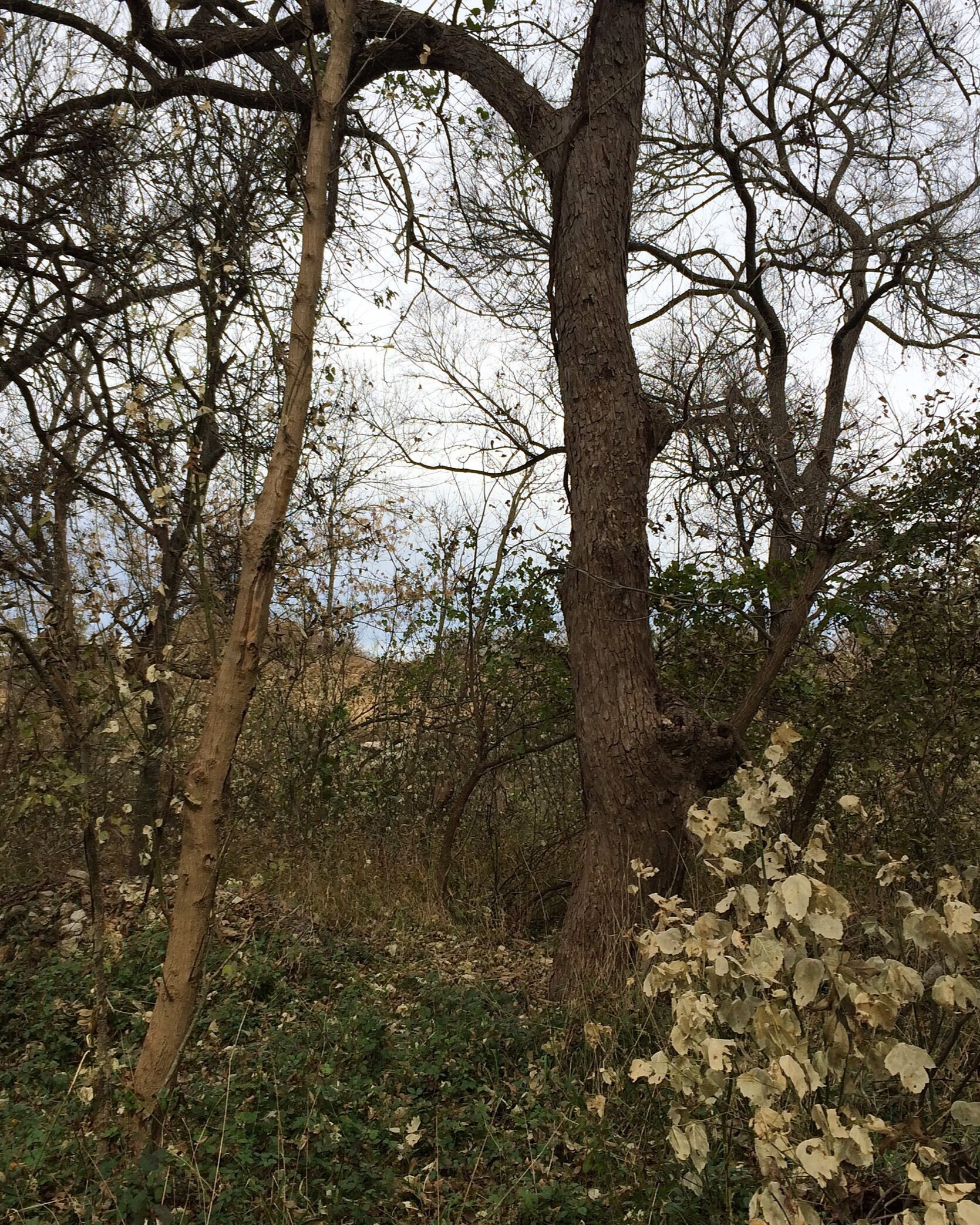 LOCATION ~ High Ridge at Onion Creek Metropolitan Park