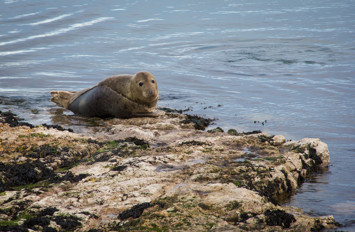 A seal bathes in Church Bay