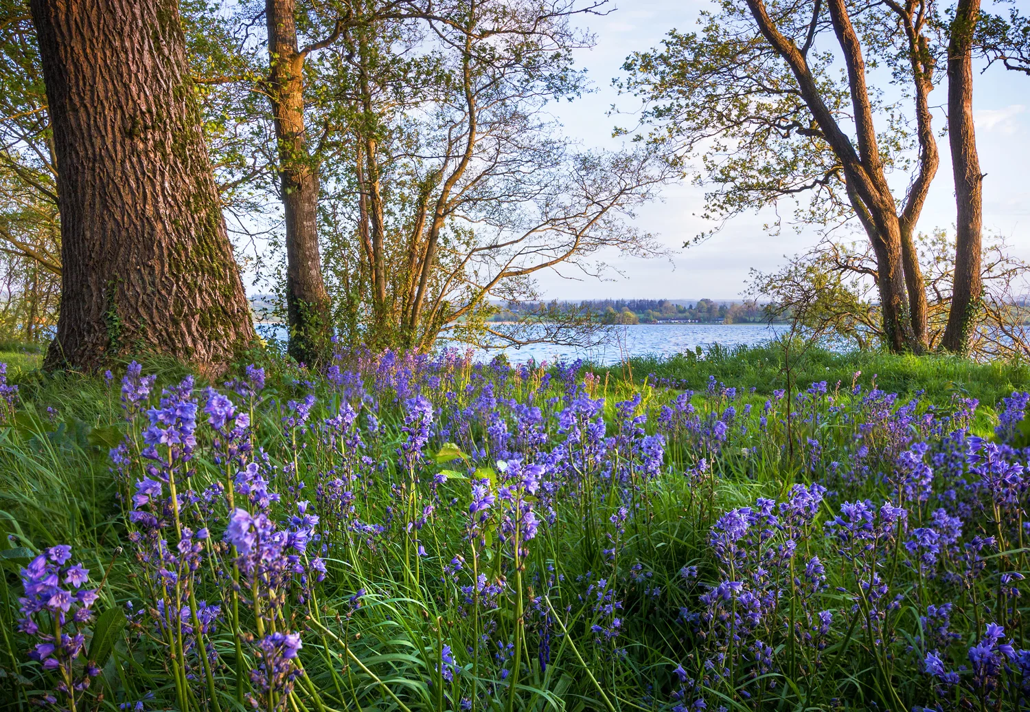Loughrea Bluebells