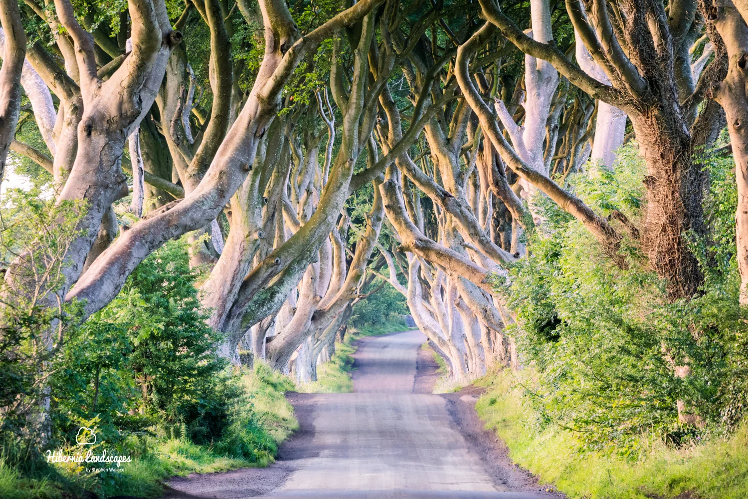 The Dark Hedges - soft light