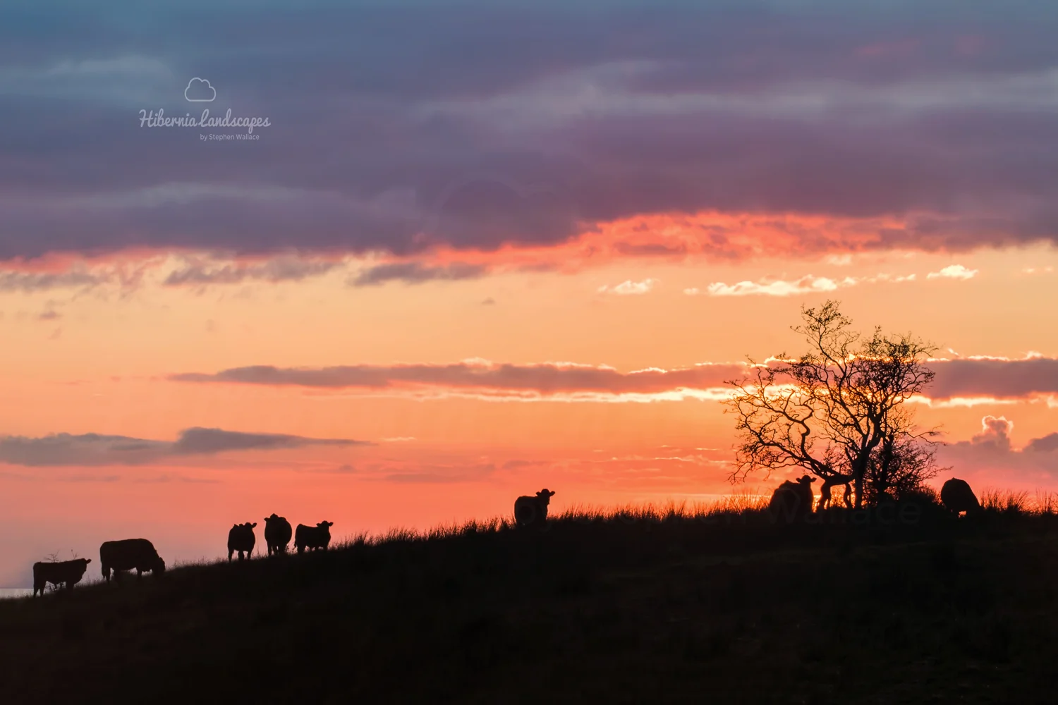 Cows of Slievenacloy