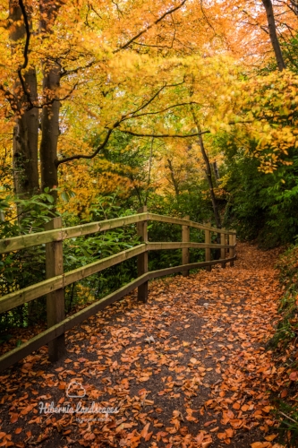 Pathway to Crumlin Glen
