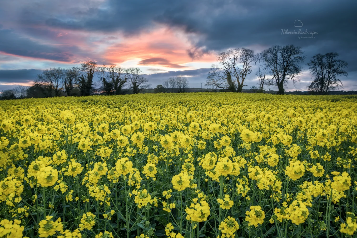 Derriaghy Gold