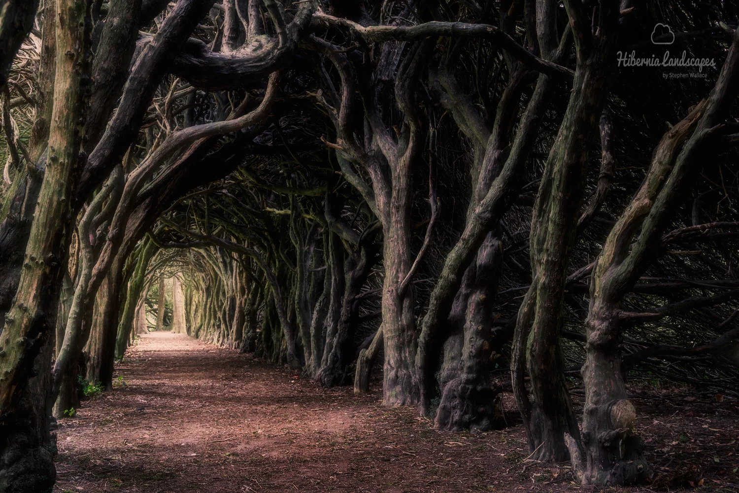 The Light at the end of the Tunnel