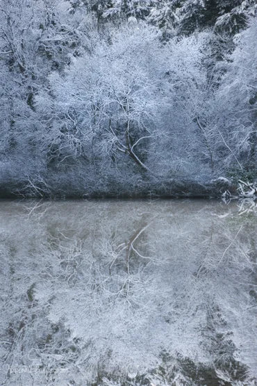 Hillsborough Forest