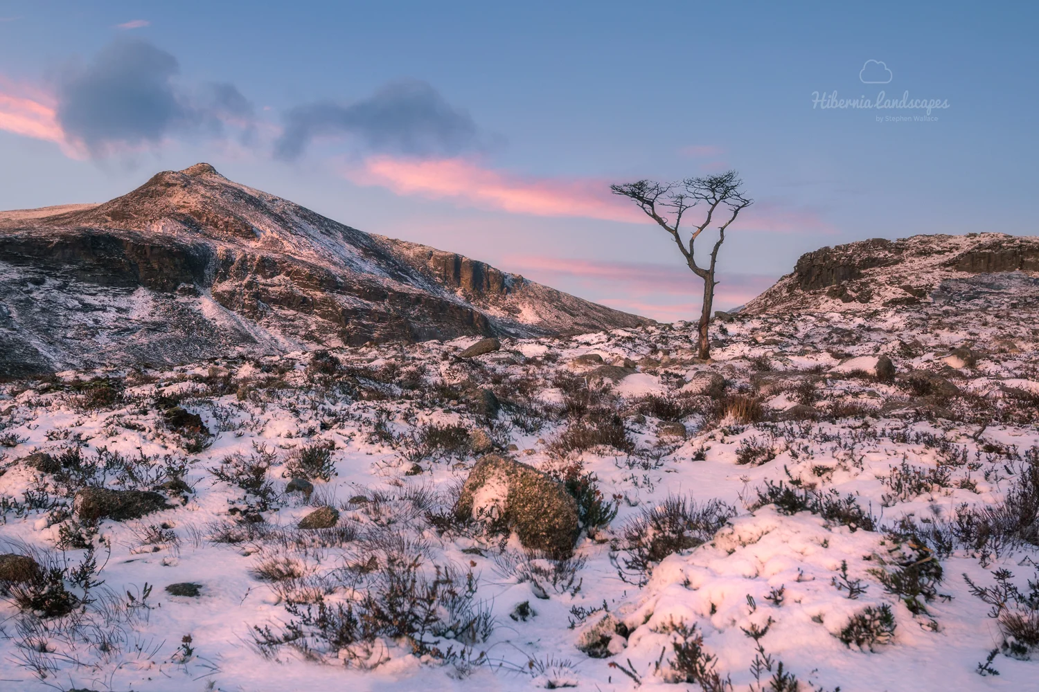 The Tree