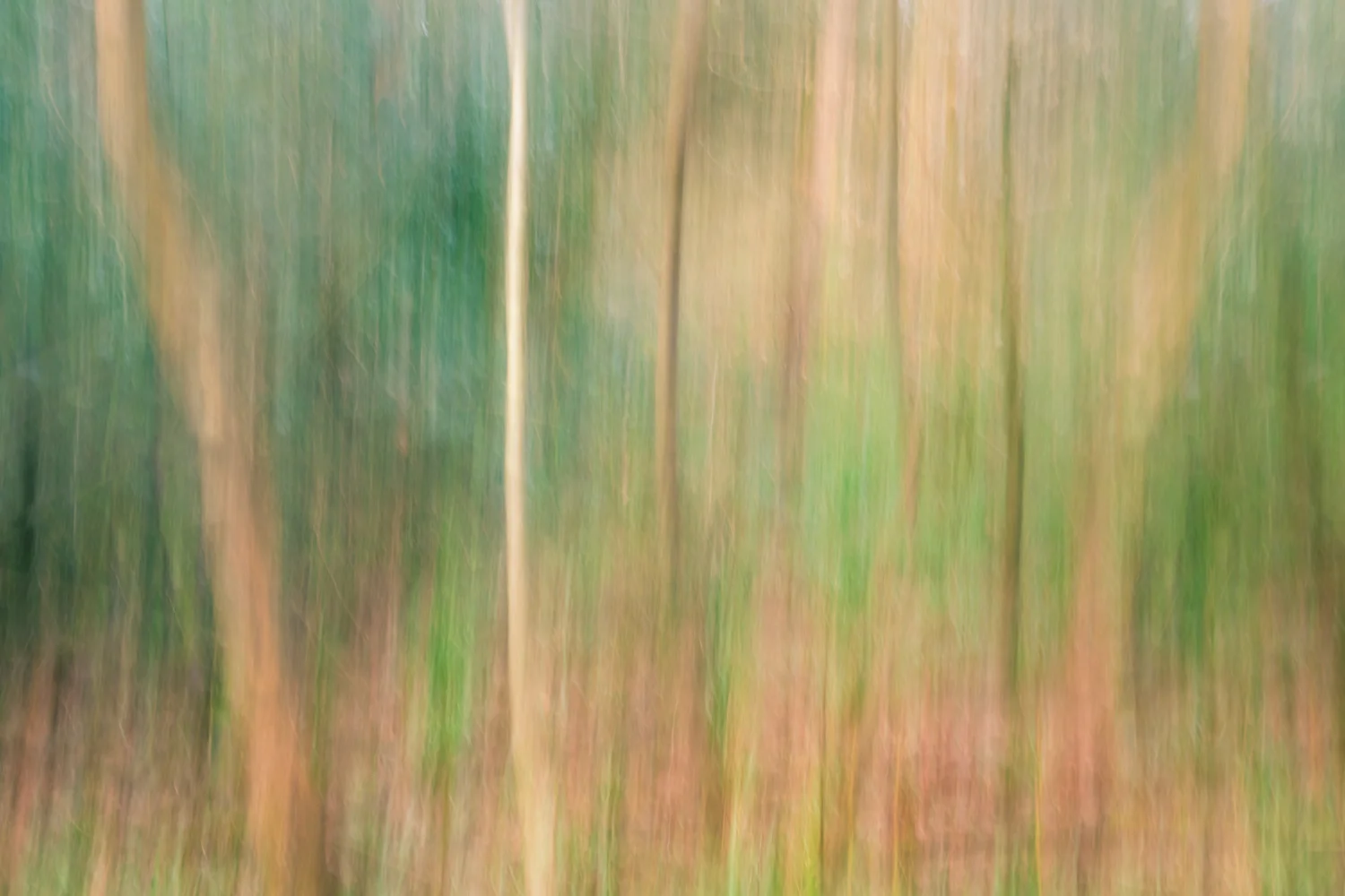 Boyle's Wood