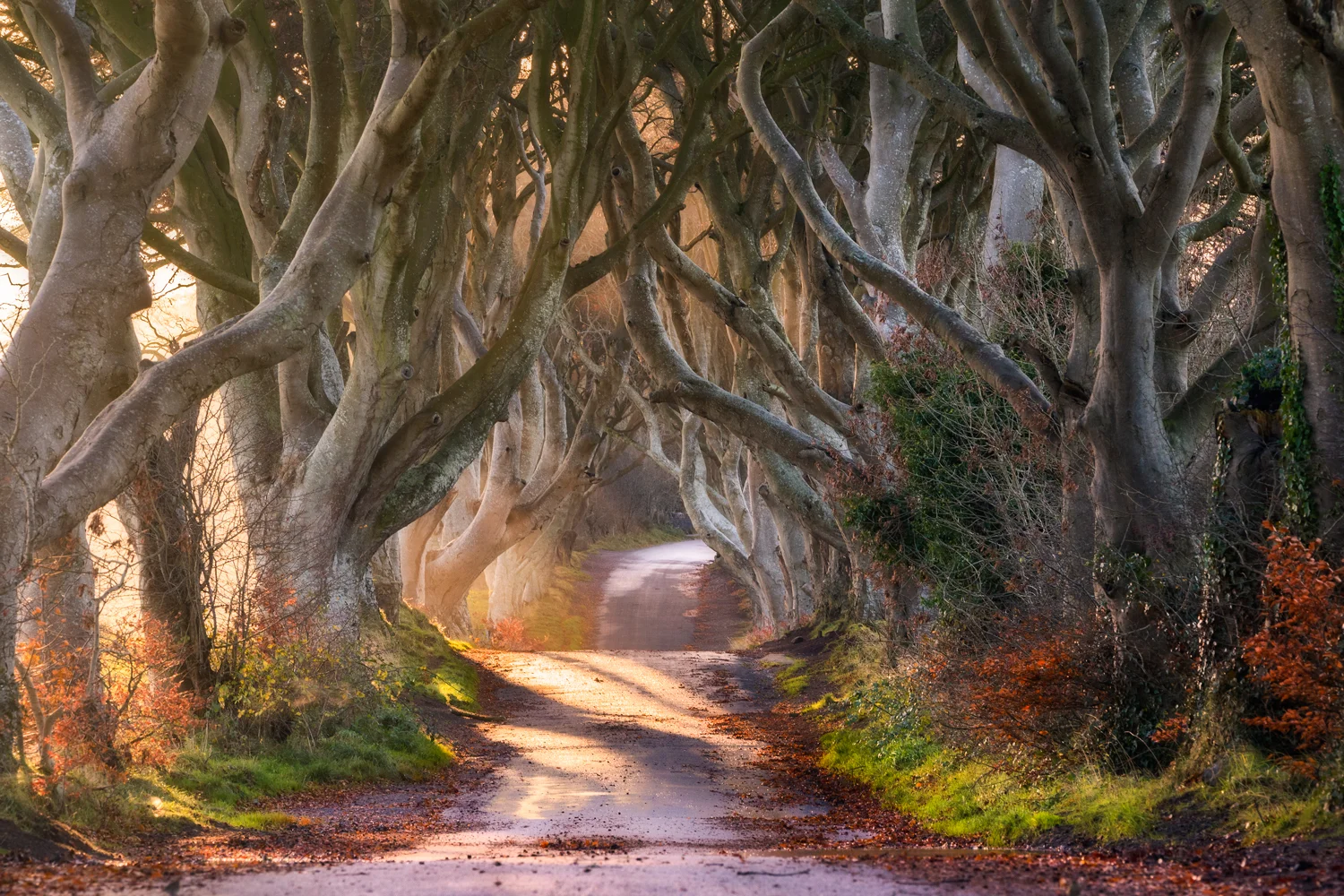 Dark Hedges in Autumn