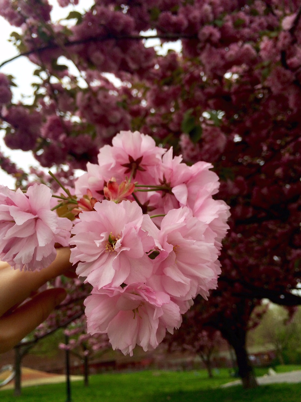 cherry blossom nina mua.jpg