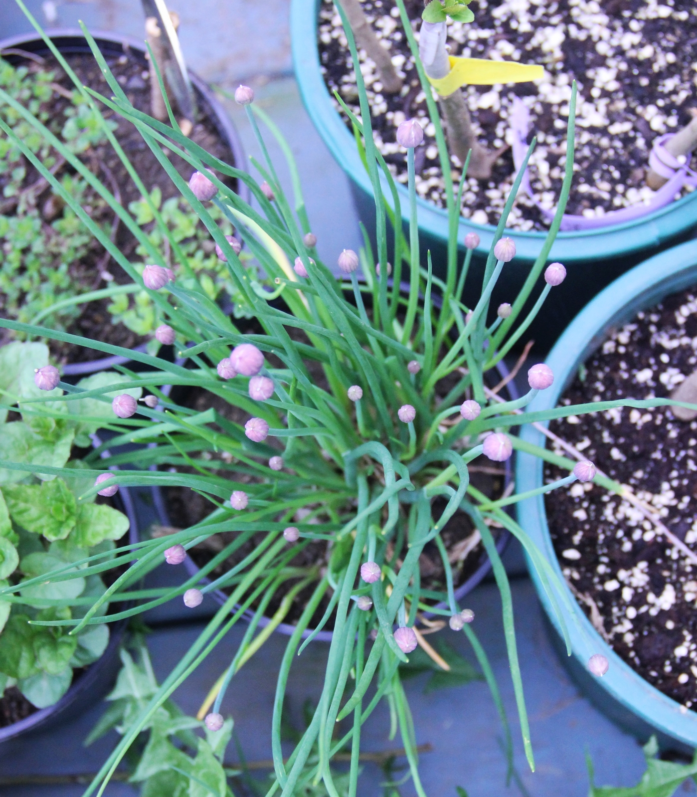 gorgeous chives