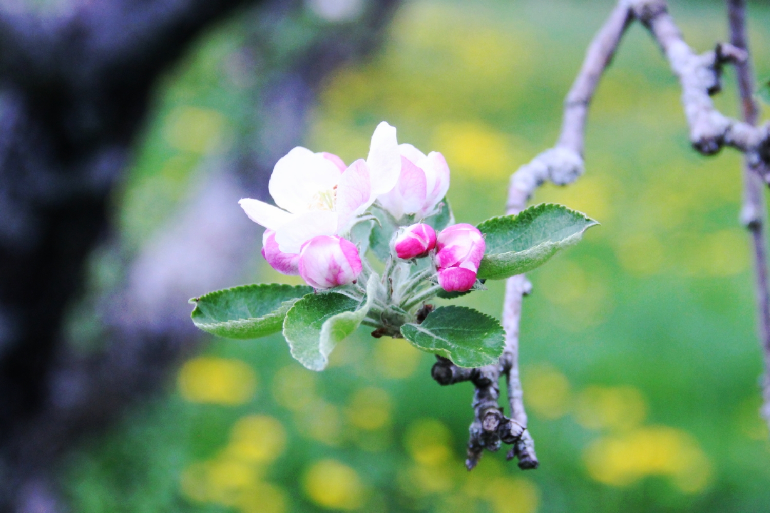 apple blossoms on our ancient tree