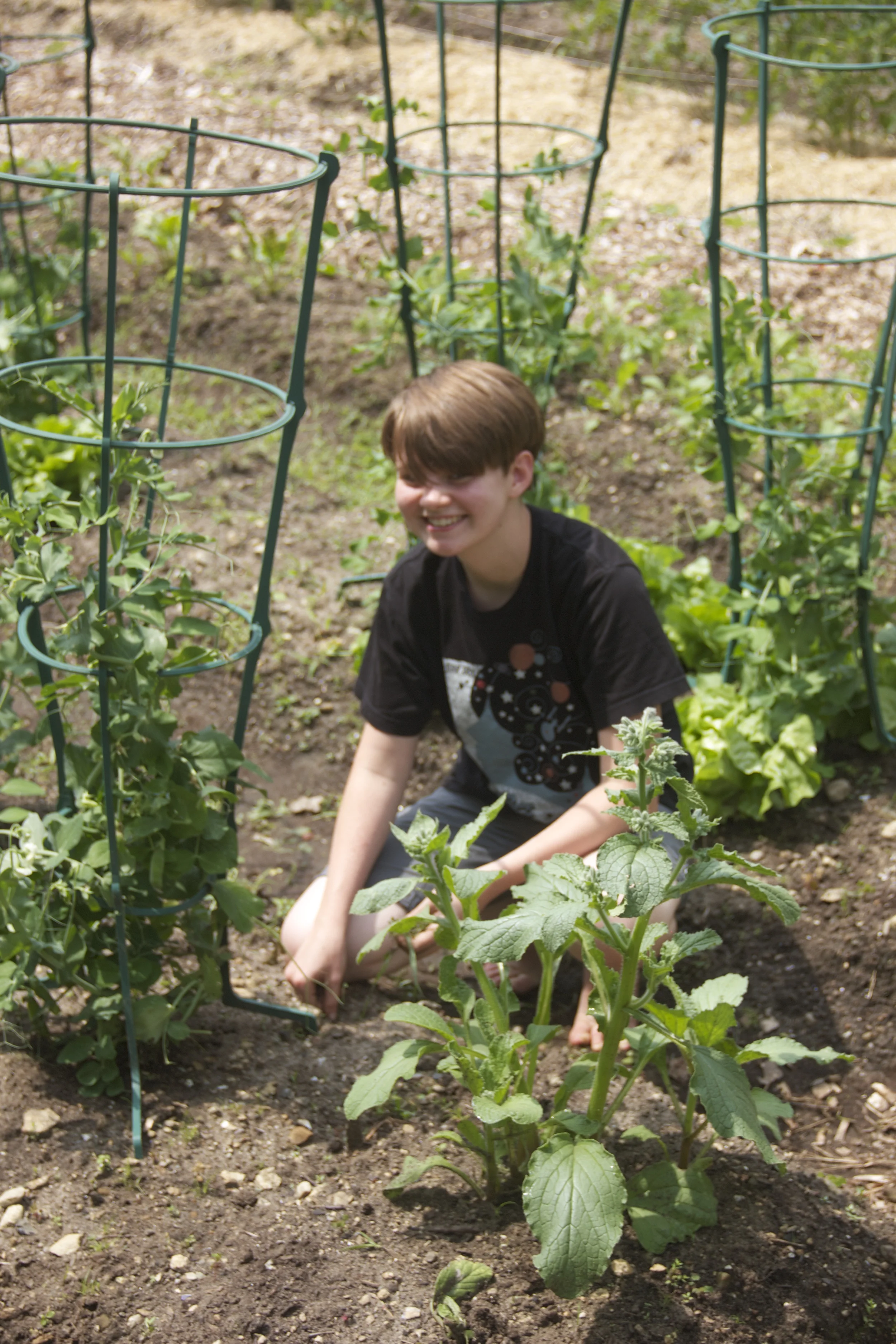pea tending love