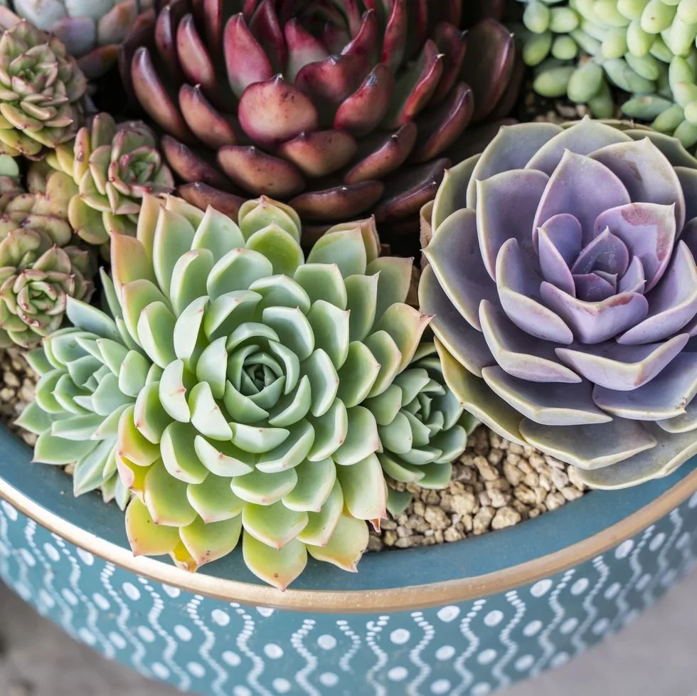 Interior and Exterior Plant Styling Service in Boston