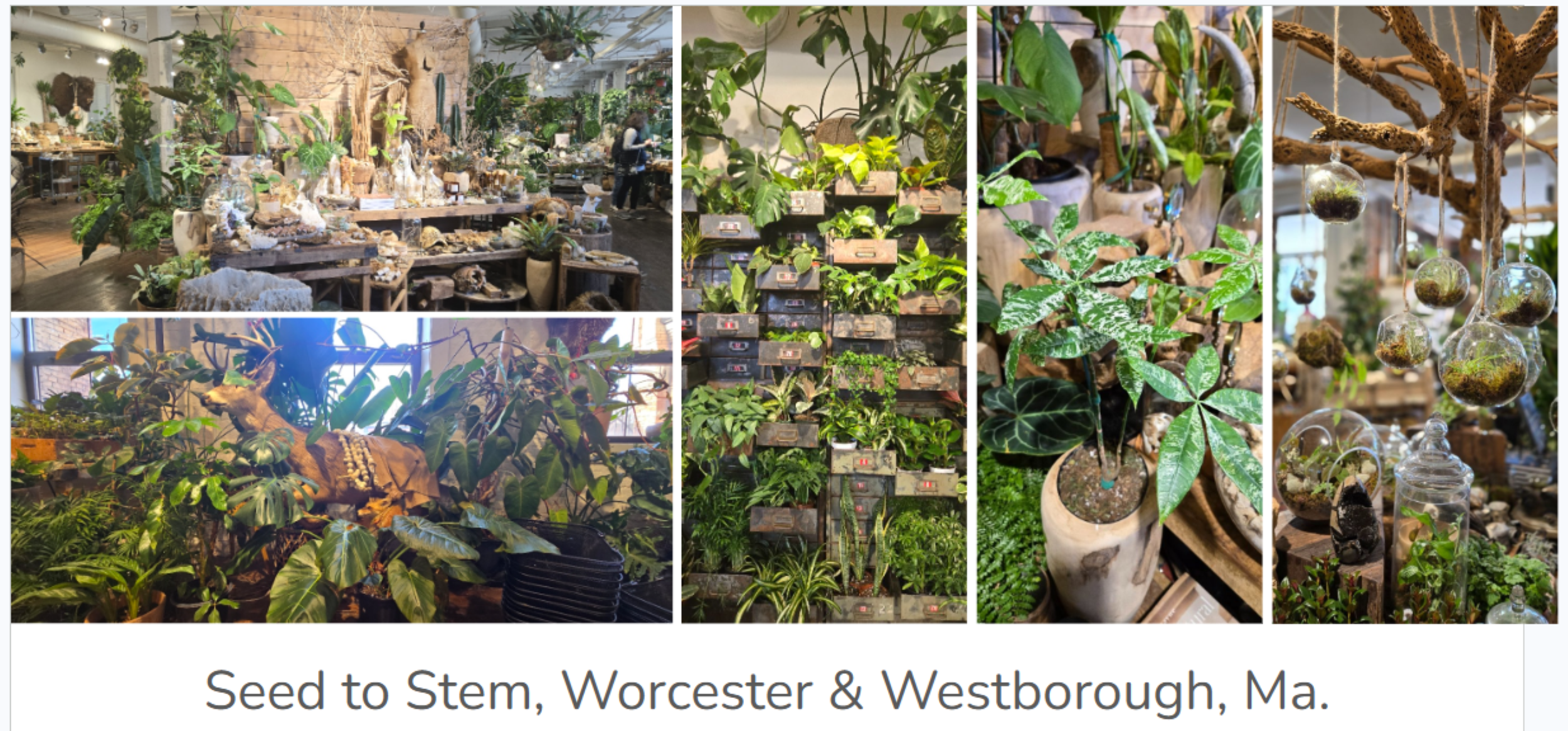 Seed to Stem, Plant Shop, Houseplants