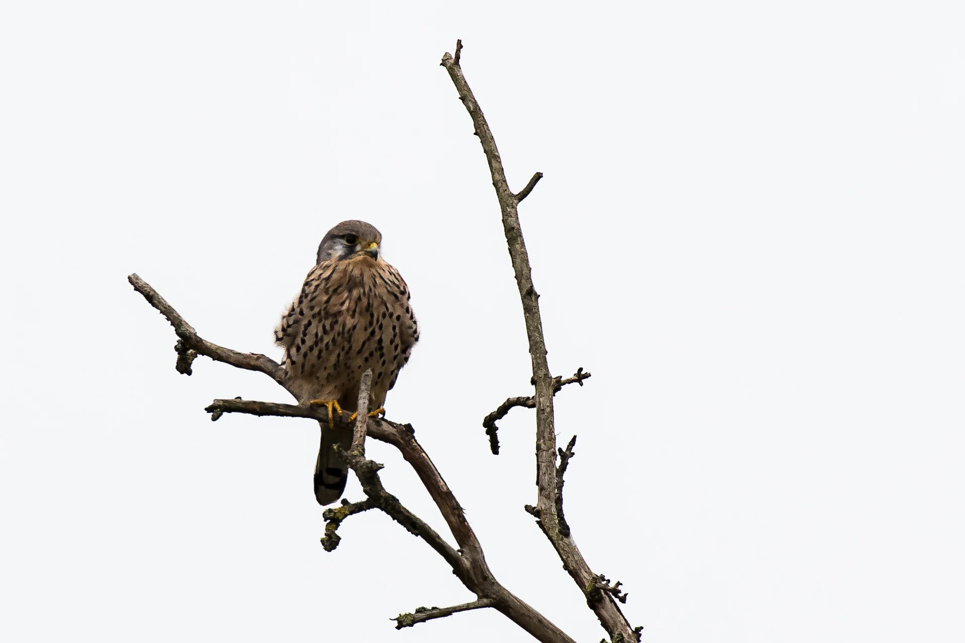 Turmfalke_DSD_1826.jpg