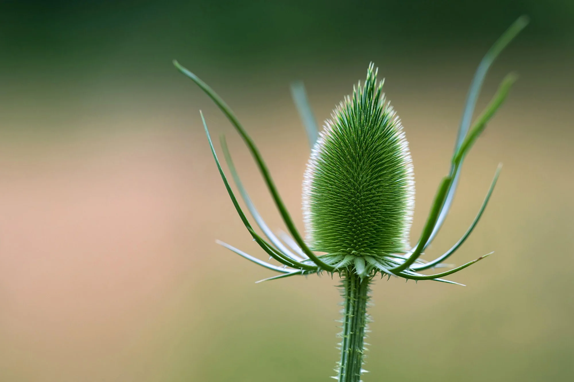 Wilde Karde_NZ8_2860-ps-pai_2000px.jpg