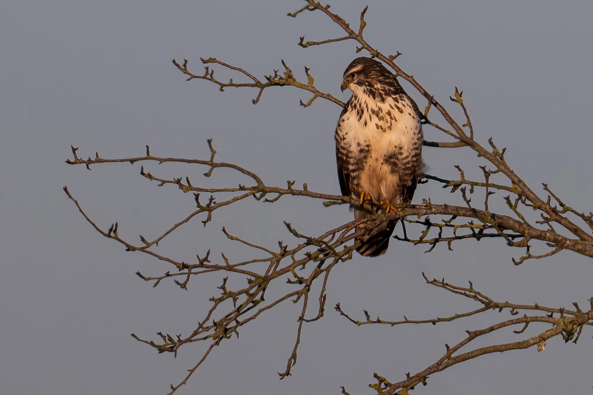 Mäusebussard_NZ8_3930-pai-ps-2000px.jpg