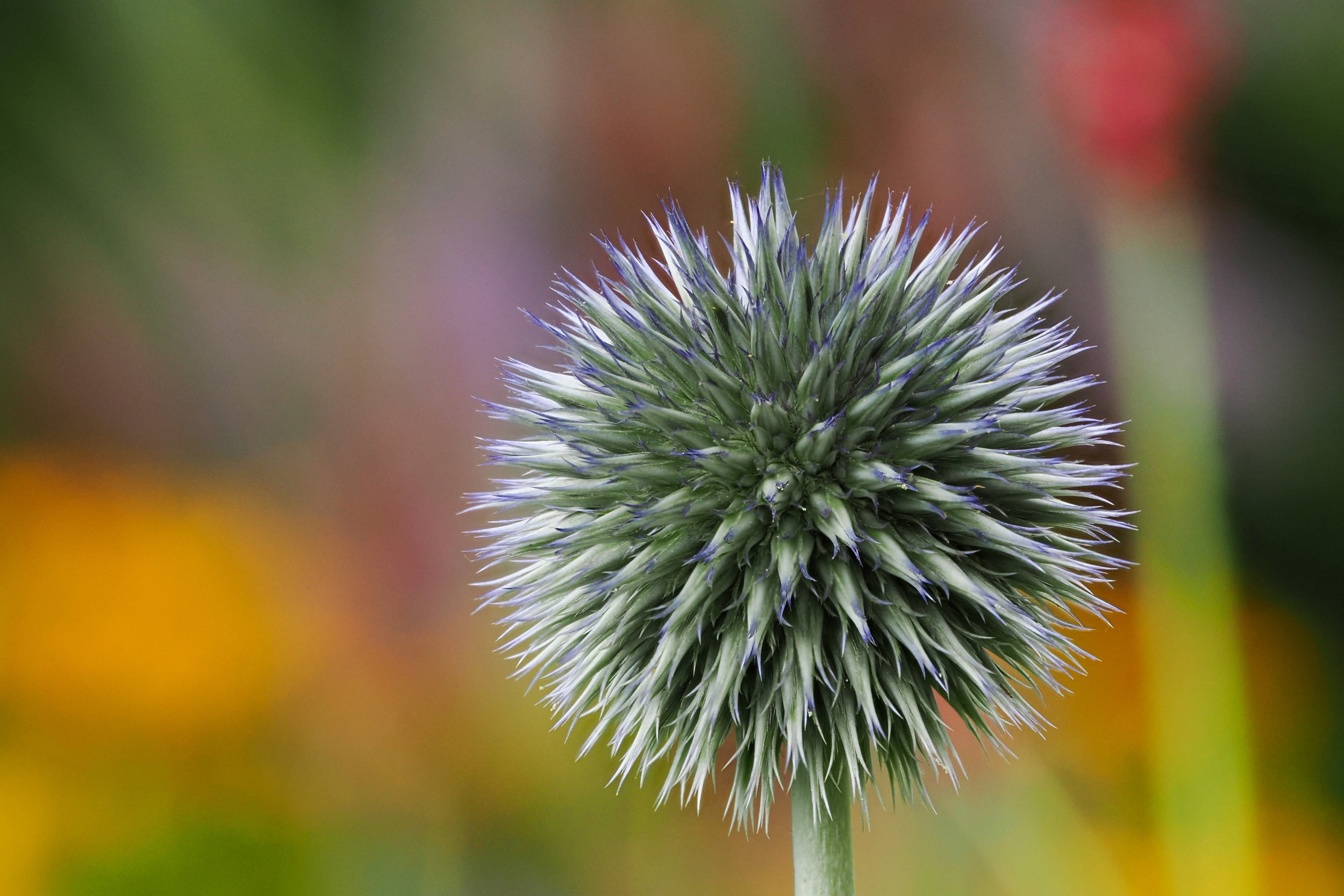 Balkan Kugeldistel_P7041216_4K.jpg