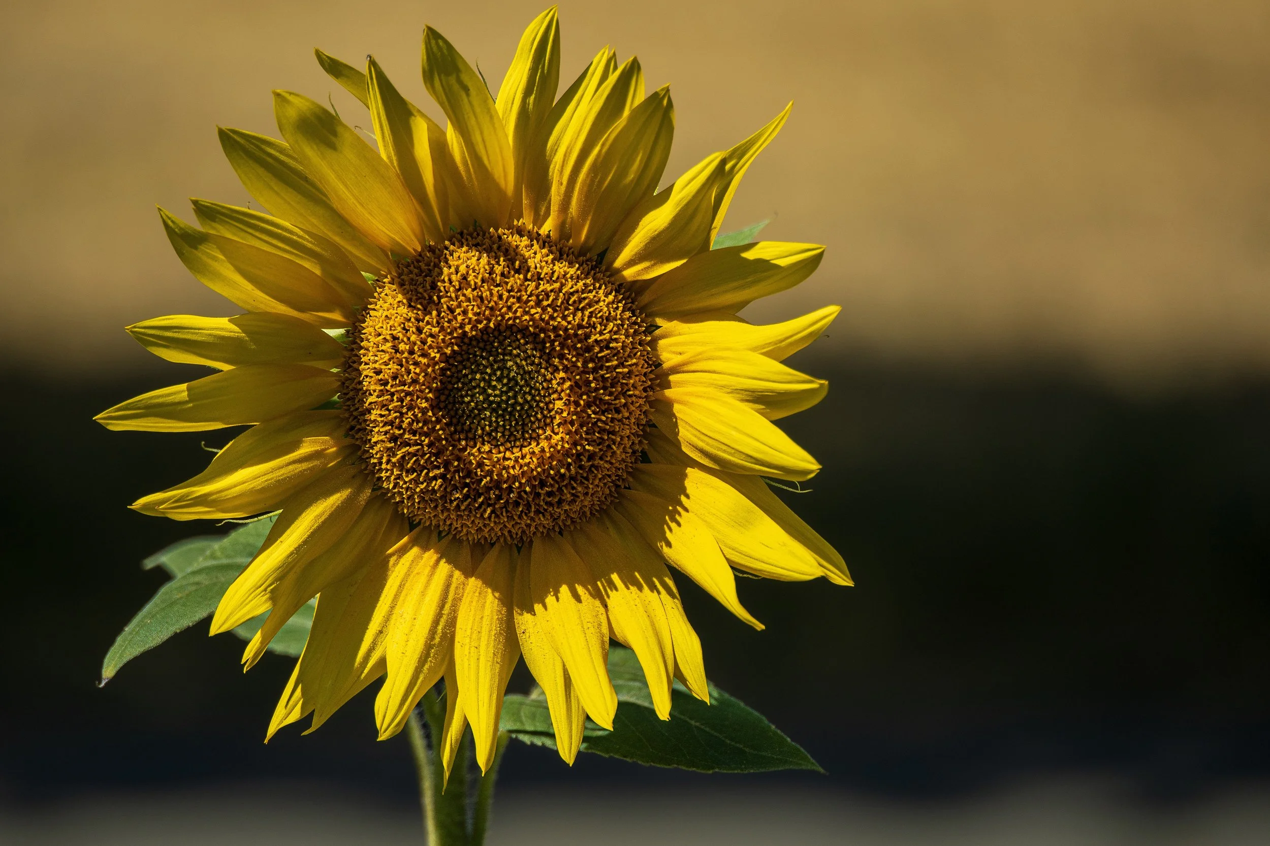 Sonnenblume_P8080671-pai_4k.jpg