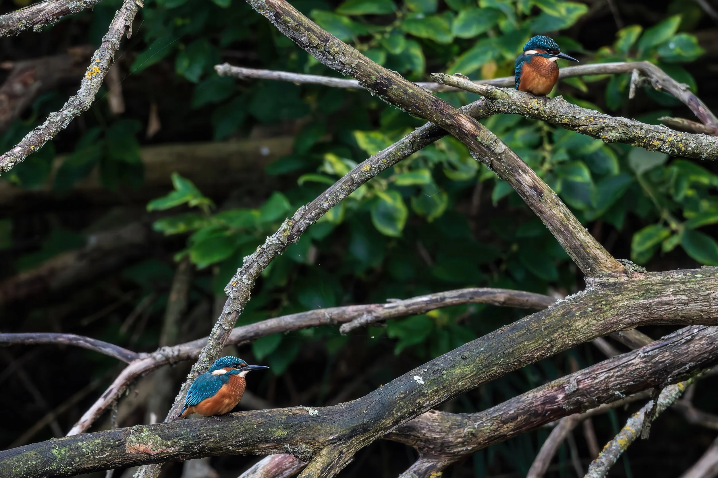 Eisvogel_NZ8_5569-20260918-DxO_DeepPRIME XD3-gpix-low resolution v2-2x_ps.jpg